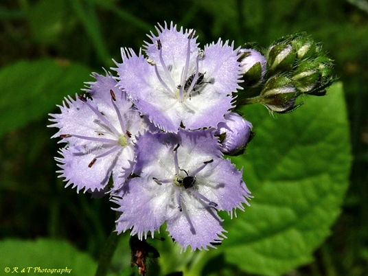 {Phacelia purshii}